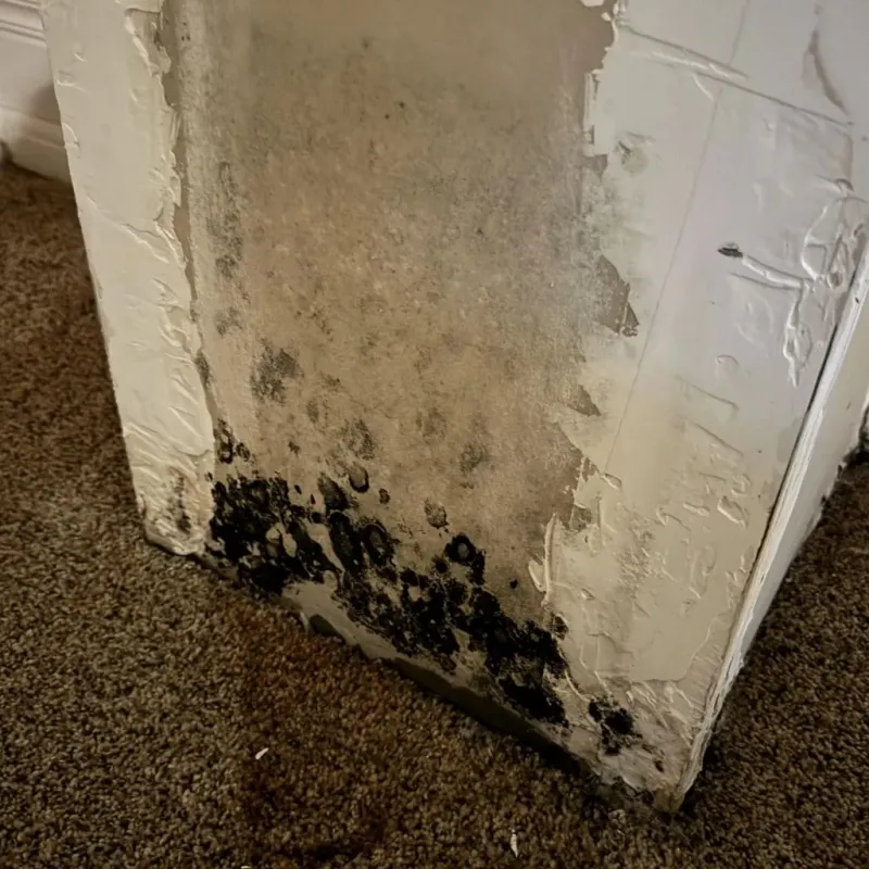 Professional Mold Removal in East Bronson, FL